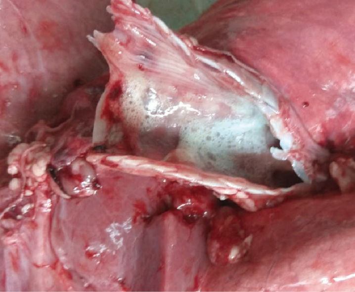 作物补硒方法(植物如何补硒)-硒宝网