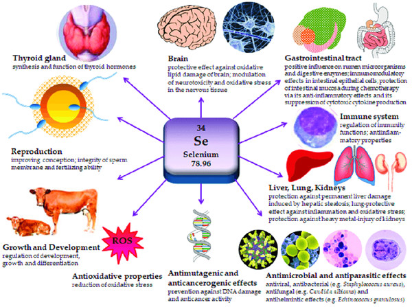 补硒抗hiv（硒可以抗艾滋病吗）-硒宝网