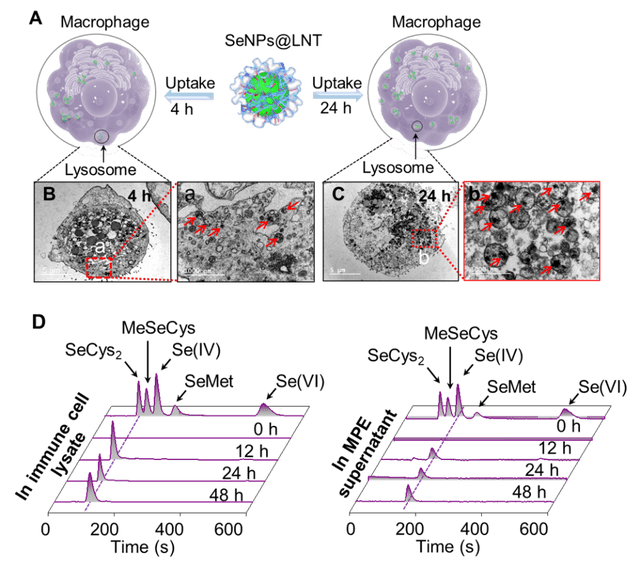 科学补硒优?。蒲Р刮圃诒匦校?硒宝网