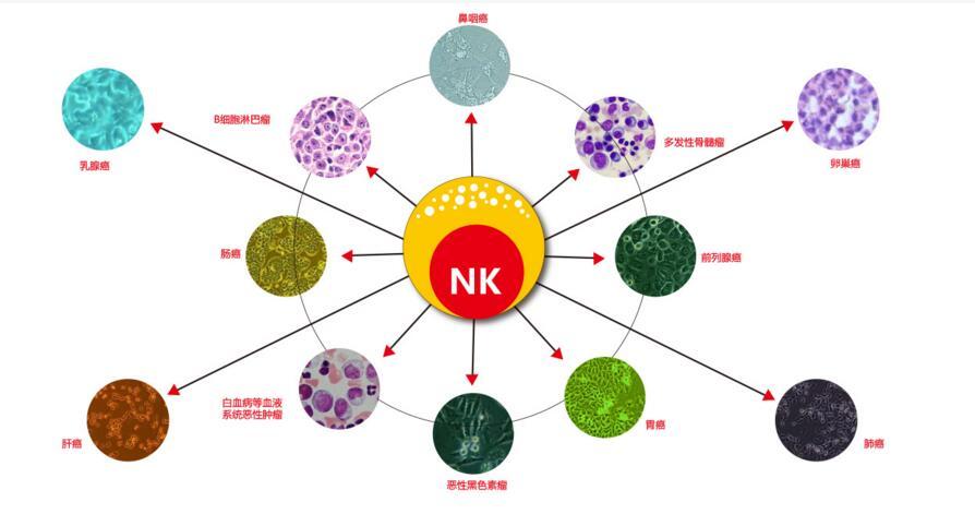 脱发补酵母硒(硒酵母掉头发)-硒宝网