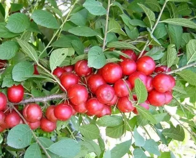 塘沽哪里补硒（补硒贴吧）-硒宝网