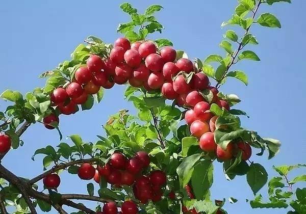 塘沽哪里补硒（补硒贴吧）-硒宝网