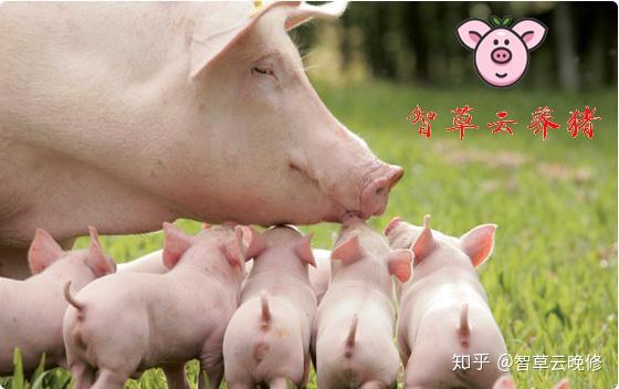 仔猪补硒方法(补仔猪方法硒含量多少)-硒宝网