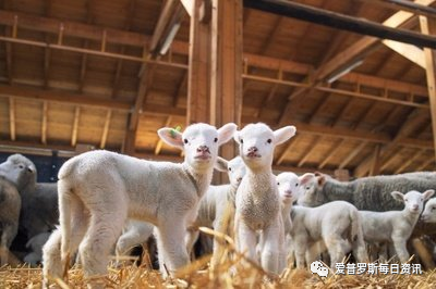 羔羊补硒症状（羔羊补硒症状）-硒宝网