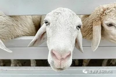 羔羊补硒症状（羔羊补硒症状）-硒宝网