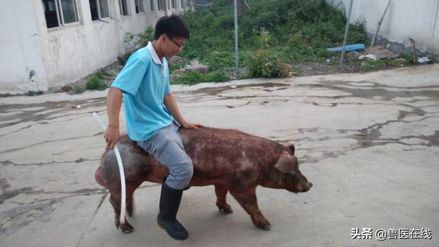 小猪如何补硒（小猪补硒有什么作用）-硒宝网