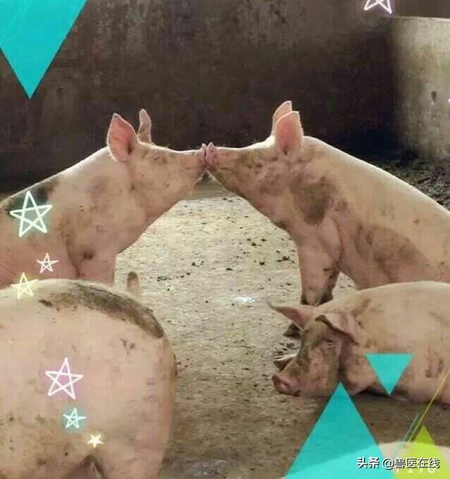 小猪如何补硒（小猪补硒有什么作用）-硒宝网