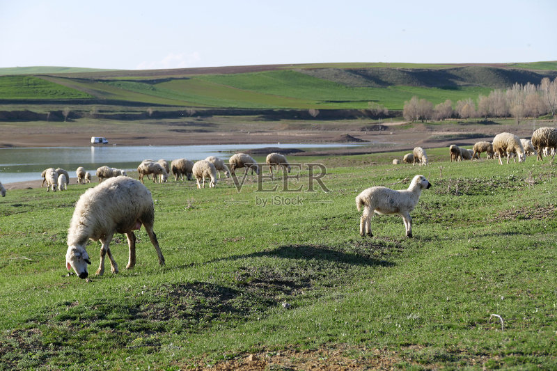 绵羊补硒方法（绵羊补硒方法）-硒宝网