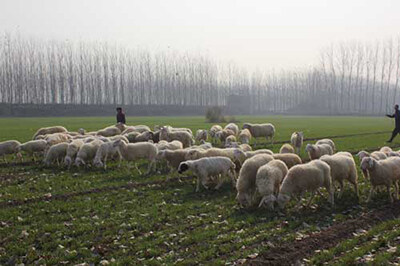 绵羊补硒方法（绵羊补硒方法）-硒宝网