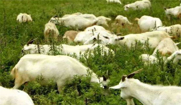 绵羊补硒方法（绵羊补硒方法）-硒宝网