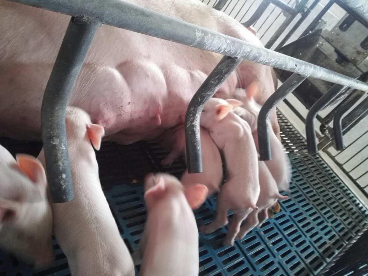 仔猪补硒腹泻（腹泻补仔猪硒锌有用吗）-硒宝网