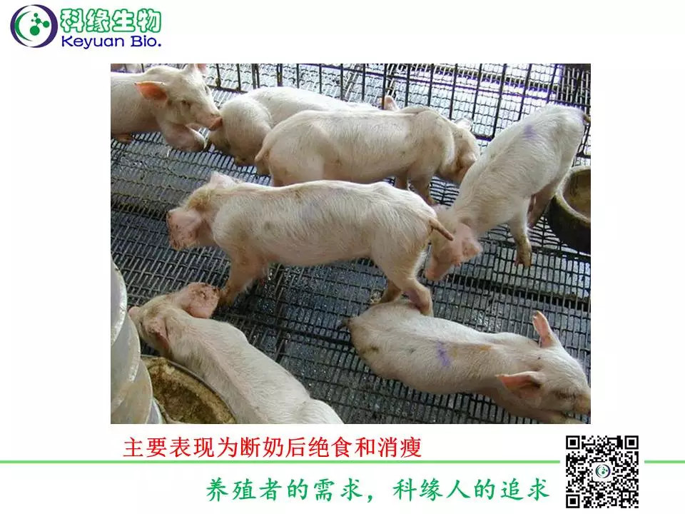 如何补硒仔猪（如何补硒仔猪）-硒宝网