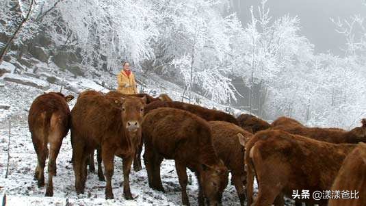 牛口蹄疫补硒（牛得口蹄疫喂点啥好）-硒宝网