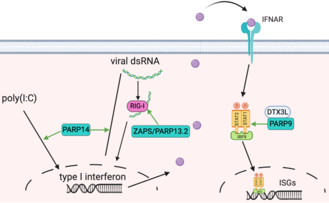 肿瘤大量补硒（肿瘤补硒多少）-硒宝网