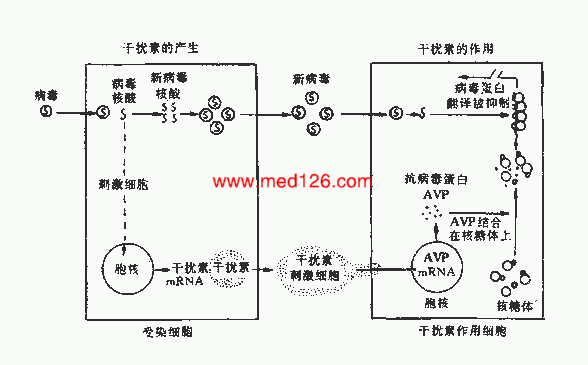 肿瘤大量补硒（肿瘤补硒多少）-硒宝网