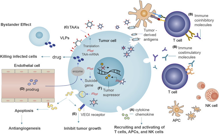 肿瘤大量补硒（肿瘤补硒多少）-硒宝网