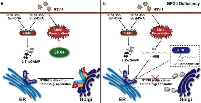 肿瘤大量补硒（肿瘤补硒多少）-硒宝网