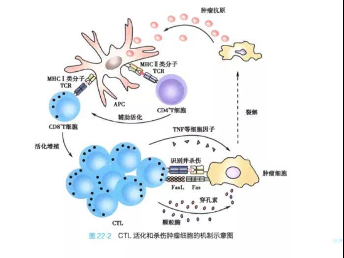 补硒防癌视频（补硒抗癌）-硒宝网