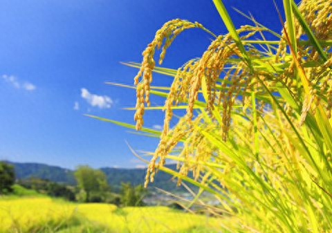 中国补硒现状（中国补硒现状）-硒宝网