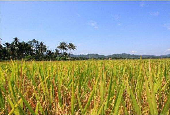 中国补硒现状（中国补硒现状）-硒宝网