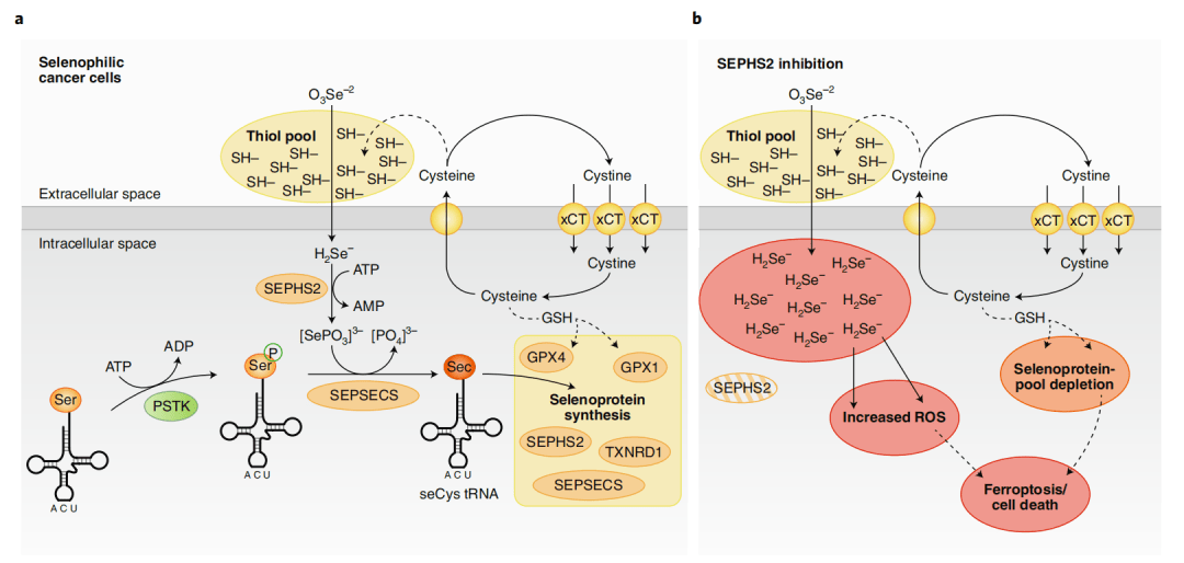 中国科学补硒（科学补硒的作用）-硒宝网
