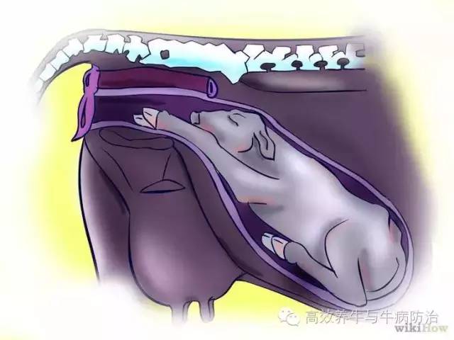 初生犊牛补硒(初生犊牛补硒)-硒宝网