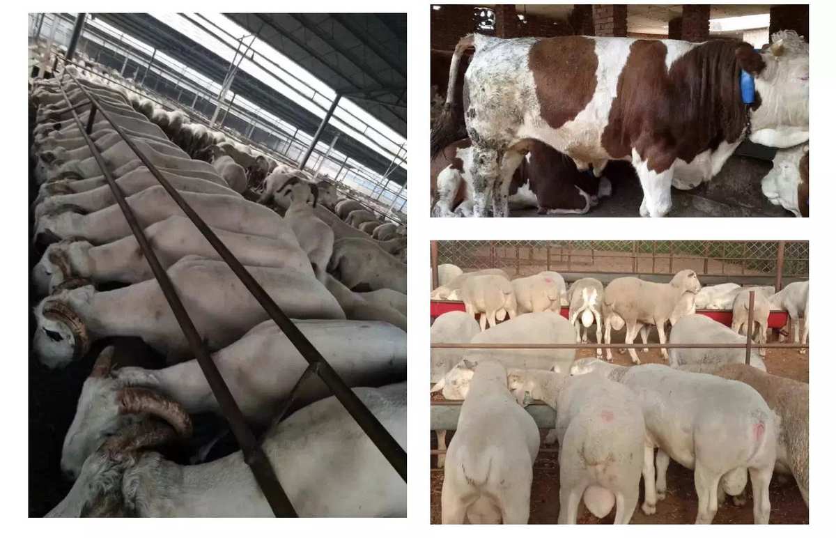 初生犊牛补硒(初生犊牛补硒)-硒宝网