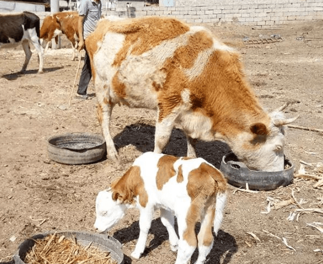 初生犊牛补硒(初生犊牛补硒)-硒宝网