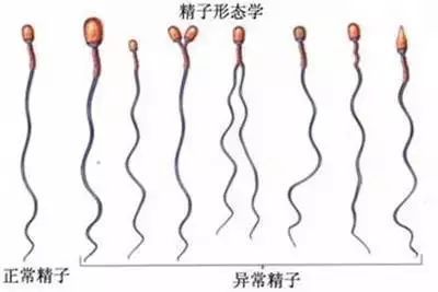 补硒治疗ED(补硒用什么药)-硒宝网
