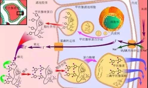 补硒治疗ED（补硒的药物有副作用吗）-硒宝网