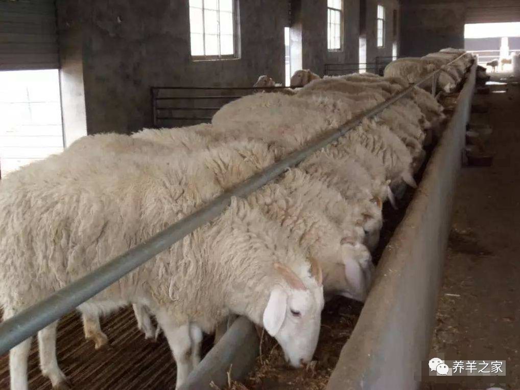 羊羔如何补硒(给羊补硒用什么药)-硒宝网