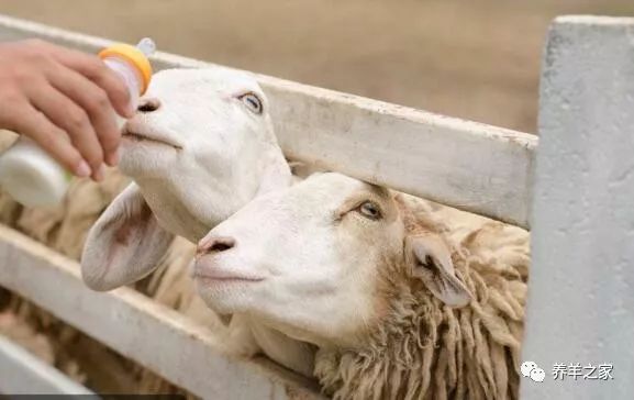 羊羔如何补硒(给羊补硒用什么药)-硒宝网