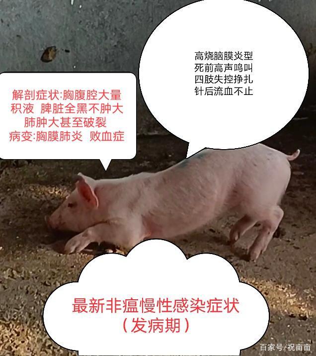 仔猪如何补硒(小猪补硒多少毫升)-硒宝网