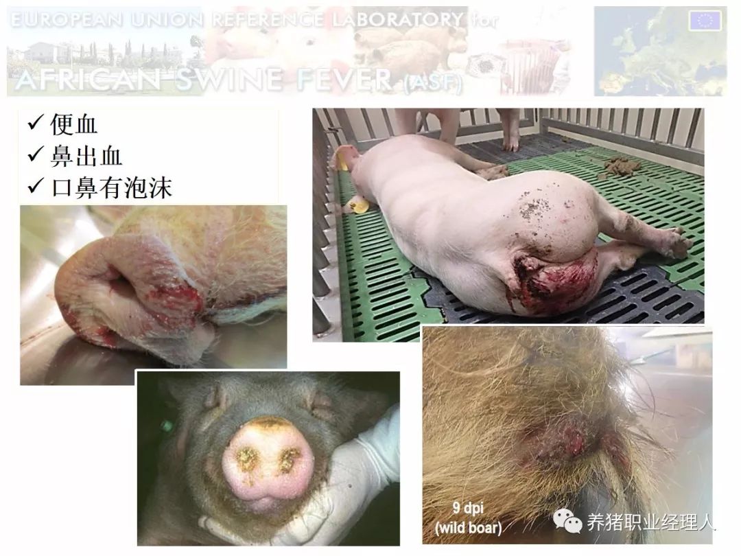 仔猪如何补硒(小猪补硒多少毫升)-硒宝网