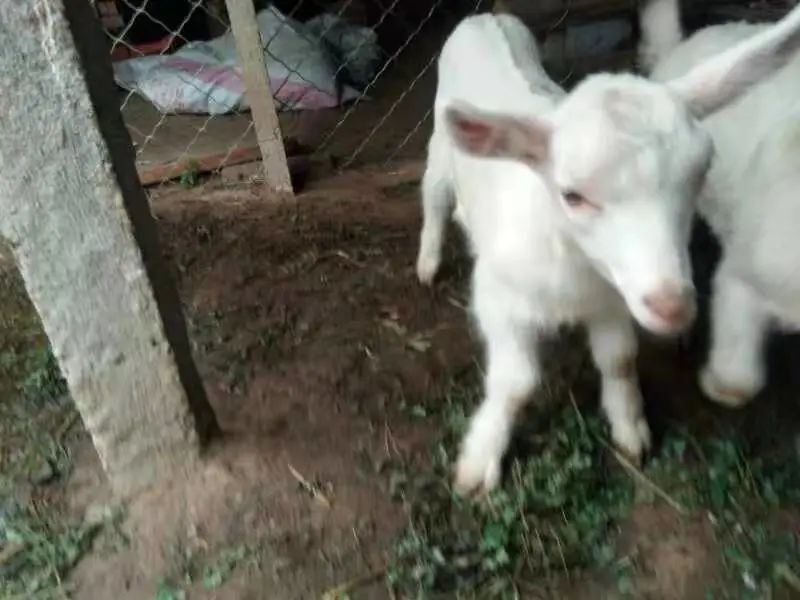 羊羔如何补硒(给羊补硒)-硒宝网