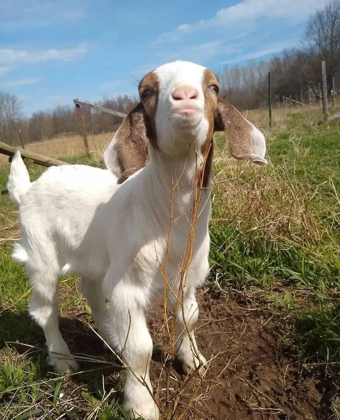 羊羔如何补硒(给羊补硒)-硒宝网