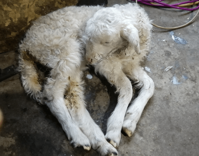 羊羔如何补硒(给羊补硒)-硒宝网