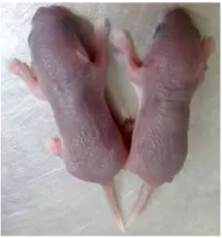 儿童补硒制剂(制剂补儿童硒效果好吗)-硒宝网