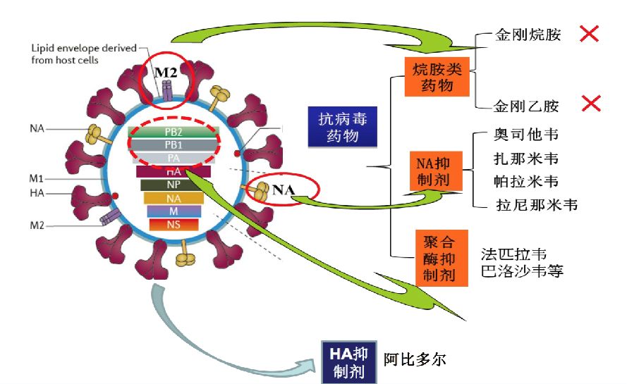 补硒白带异常(硒元素会提高白细胞吗)-硒宝网