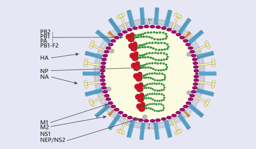补硒白带异常(硒元素会提高白细胞吗)-硒宝网