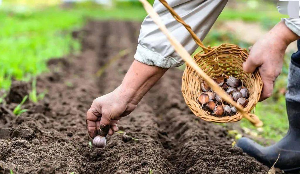 大蒜补硒元素(大蒜补元素硒的作用)-硒宝网