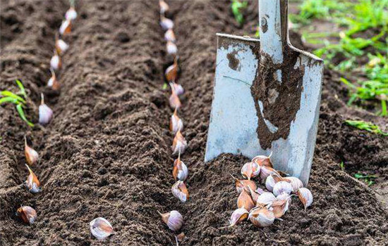 大蒜补硒元素(大蒜补元素硒的作用)-硒宝网