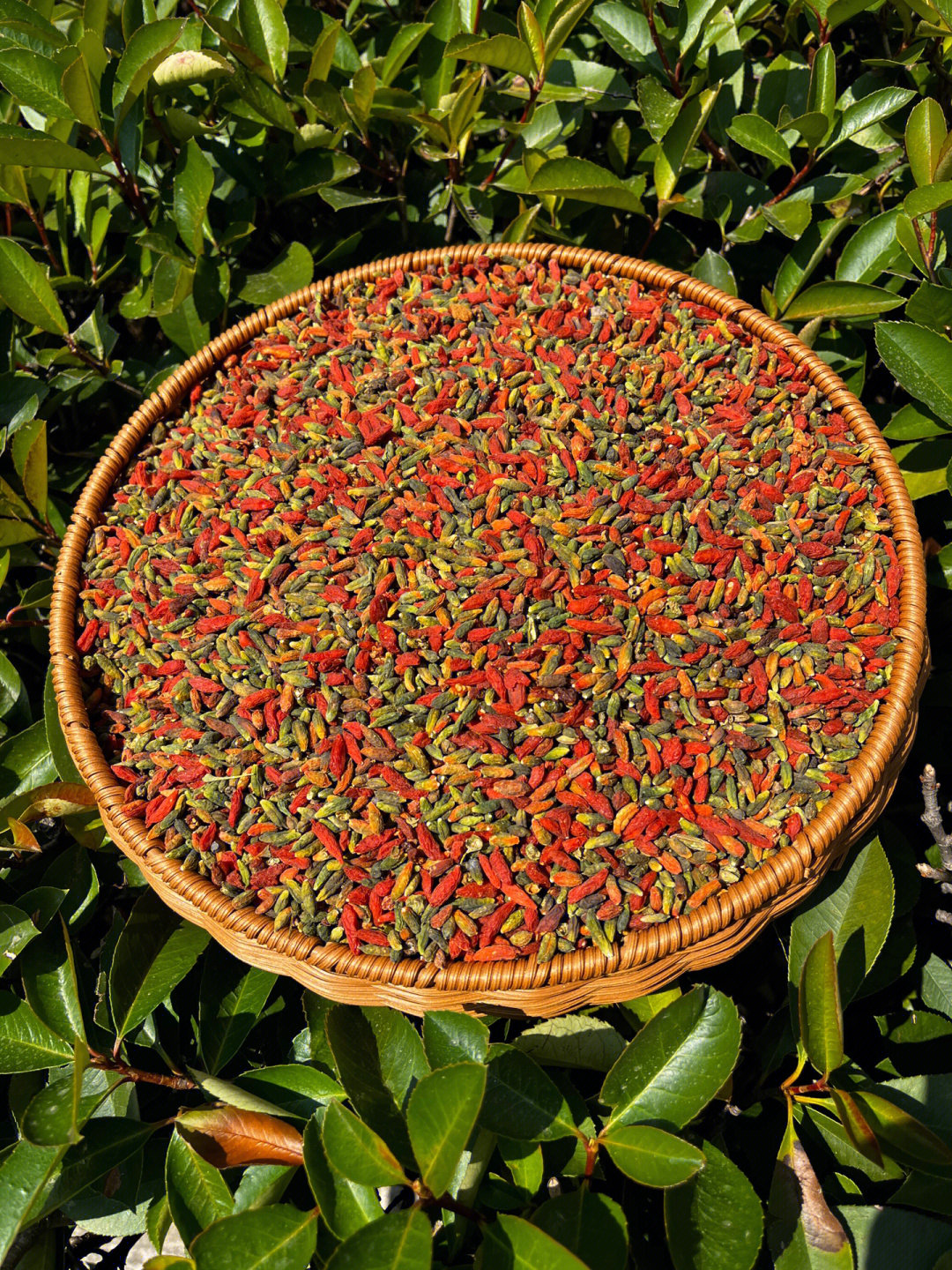 补硒促进睡眠（硒有助于睡眠吗）-硒宝网