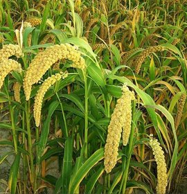 谷子怎样补硒(谷子含硒是怎么回事)-硒宝网