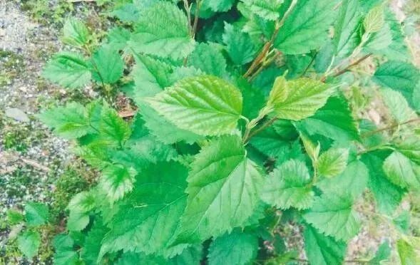 补硒治疗花眼（硒与眼?。?硒宝网