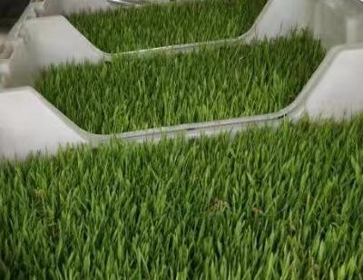 自制麦芽补硒（麦芽硒的制作过程）-硒宝网