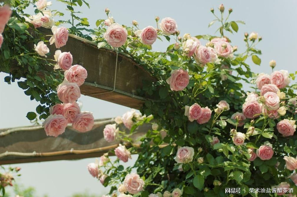 老人补硒好吗(老人补硒的好处)-硒宝网