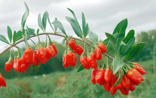 芯片怎么补硒（硒补足了对心脏的好处）-硒宝网