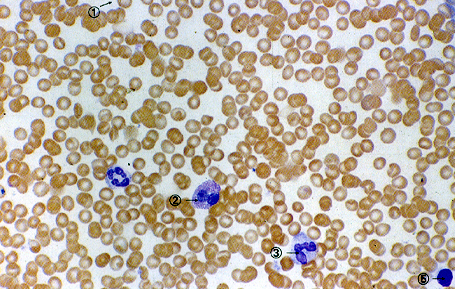 母牛怎么补硒（繁殖母牛怎么补硒）-硒宝网