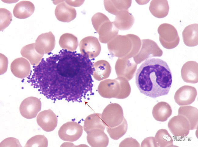 母牛怎么补硒（繁殖母牛怎么补硒）-硒宝网